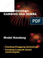 Kandang Kambing Dan Domba