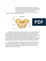 Anatomi Tulang Pelvis & Femur