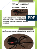 Araña Viuda Negra