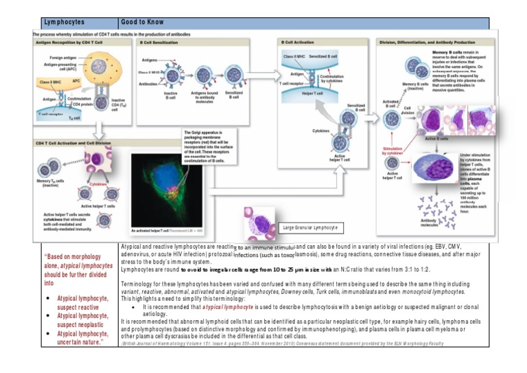 Atyp lymph pdf