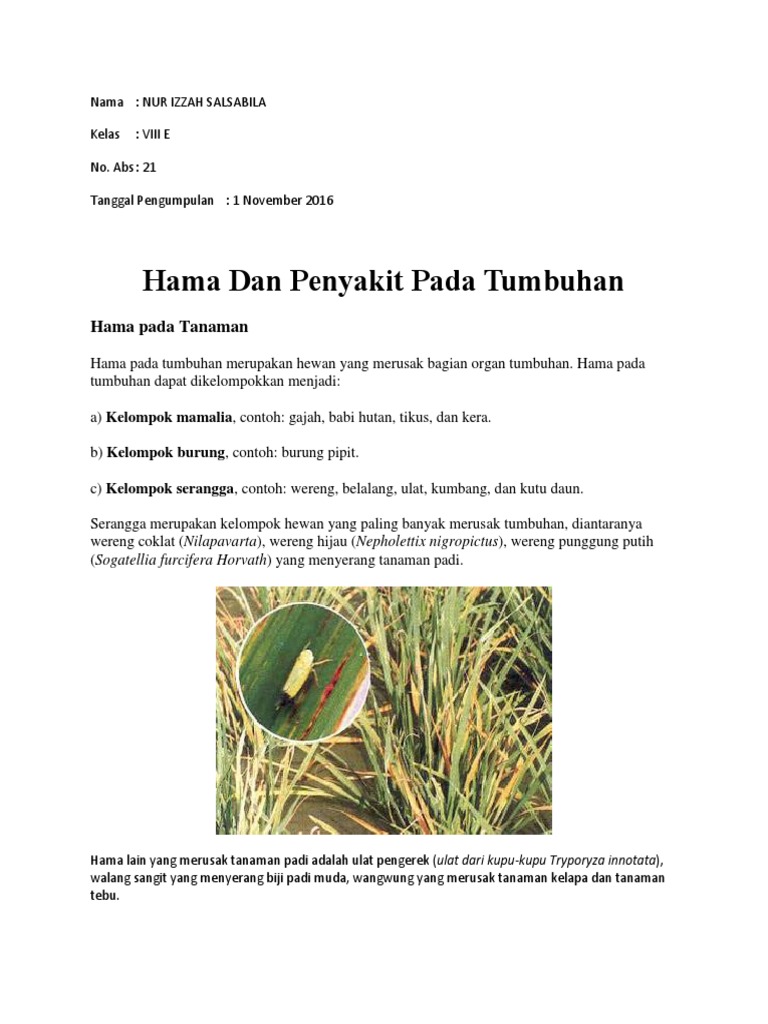 Hama Dan Penyakit Pada Tumbuhan