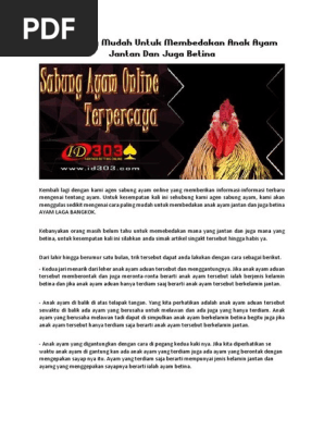 Cara Paling Mudah Untuk Membedakan Anak Ayam Jantan Dan Juga