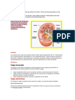 Pelvis Renal