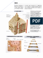 Sistema Esquelitico y Muscular