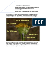 Características de la familia Asteraceae