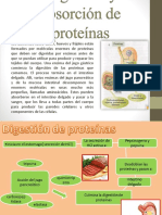Digestion y Absorción de Proteinas