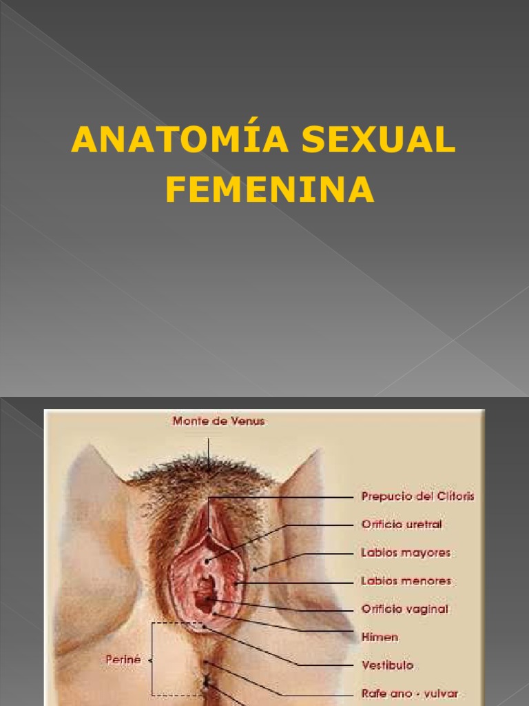 1 Lic Anatomia y Fisiologia Rep | PDF | Vagina | Testículo, image size:768x1024