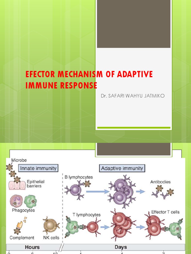 Adaptive Immune Response Mechanisms | PDF | T Helper Cell | Immune System