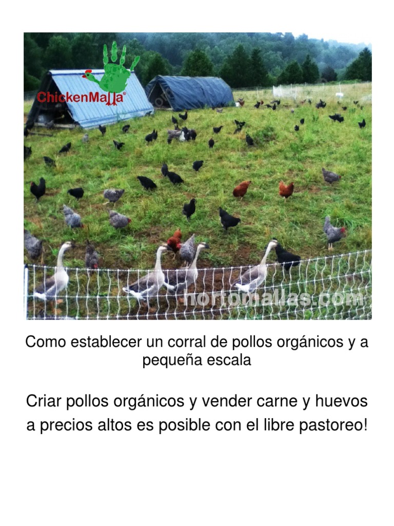 Como Establecer Un Corral de Pollos Orgánicos y a Pequeña Escala Aves