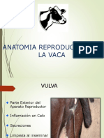 2 Anatomia Reproductiva de La Vaca