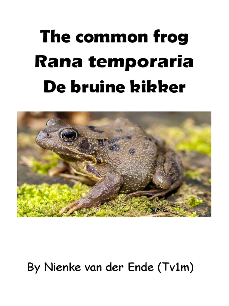 Essay About The Common Frog | PDF | Frog | Amphibian