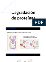 Síntesis y Degradación de Proteínas