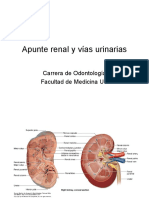 Apunte Renal y Vías Urinarias: Carrera de Odontología Facultad de Medicina UC
