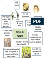 Helechos y Su Proceso de Crecimiento