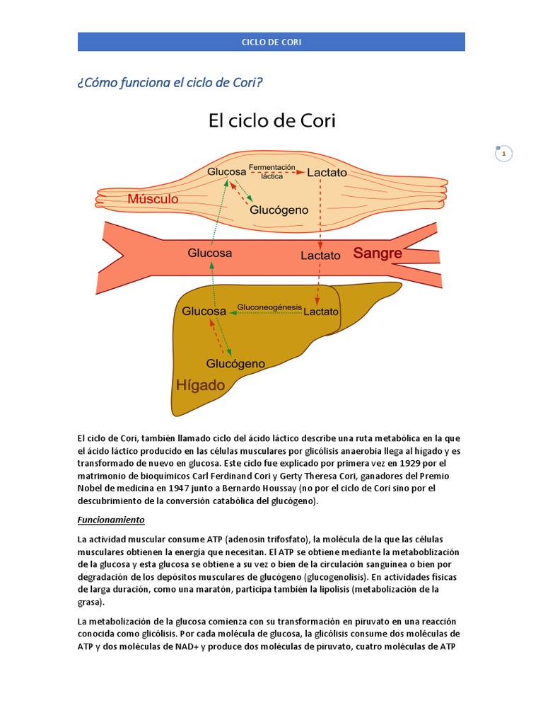 Cómo Funciona El Ciclo de Cori Ácido láctico Glucólisis