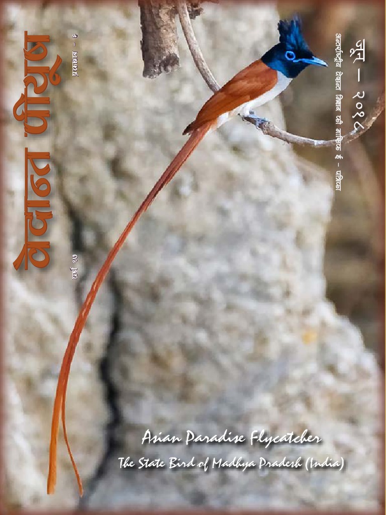 Asian Paradise Flycatcher: Madhya Pradesh's State Bird | PDF | Social ...