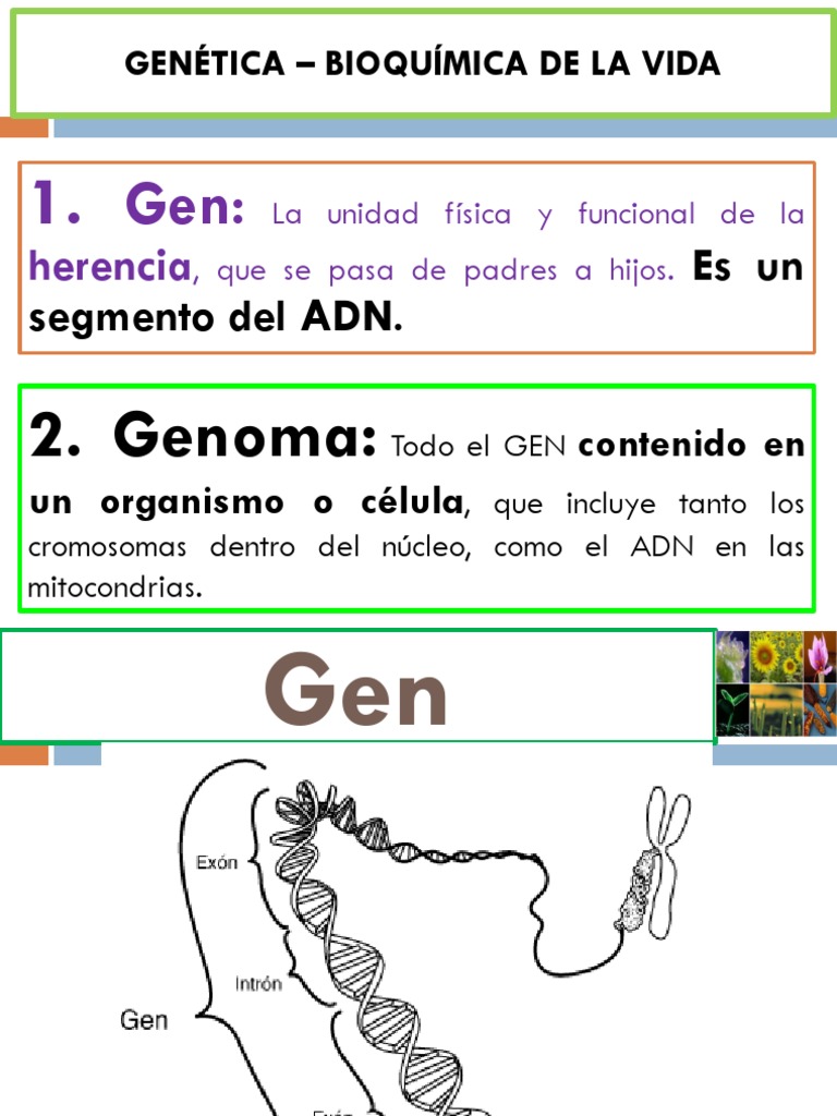 Botanica M1 Tipos De Plantas Reproduccion Y Genetica Veg Pdf