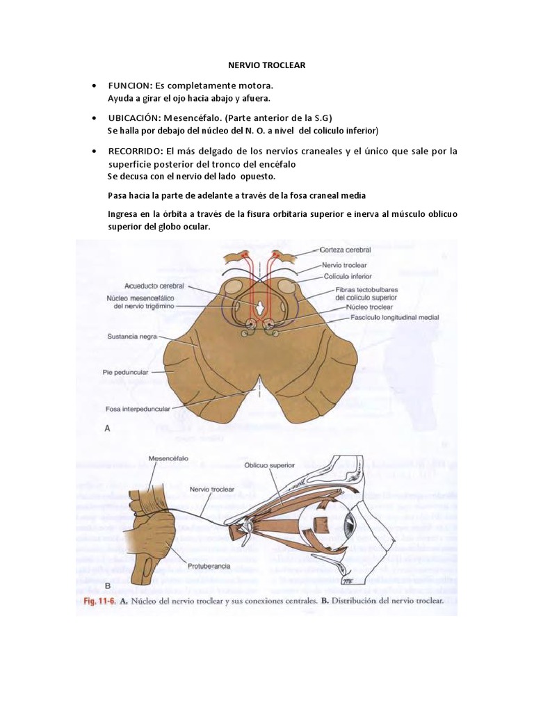 Anatomía y Función del Nervio Troclear | PDF | Estudios de idiomas ...