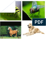 animales.docx