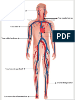 sistemacirculatorio-1