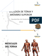 Miología de MMSS