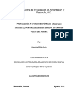 Propagación in Vitro de Espàrrago Por Organogénesis Directa A Partir de Yemas de Rizoma