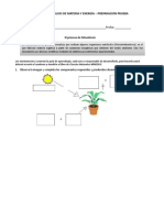 Guía FOTOSINTESIS - Flujos materia y energía