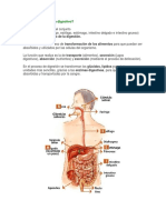 sistema digestivo.docx