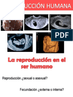 7. Reproduccion Humana - Taller