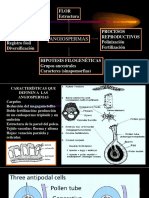 FANEROGAMAS - clase 3.pptx