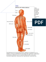 sistema_nervioso.doc