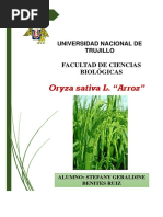 Oriza Sativa