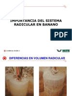 15 M Pozo Importancia Del Sistema Radicular en El Bananno