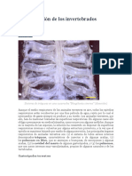 La Respiración de Los Invertebrados Terrestres