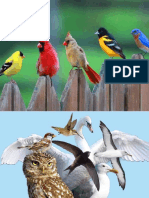 Parts of The Bird
