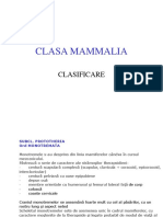 Clasa Mammalia Clasificare