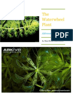 The Waterwheel Plant Aldrovanda vesiculosa Guide