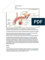 Aparatos reproductores masculino y femenino