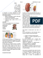 1º Tema de Nefrologia DR Segura ANATOMIA, HISTOLOGIA RENAL