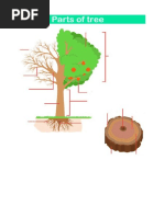 Parts of Tree 02