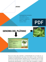 Genoma Del Platano Diapositiva