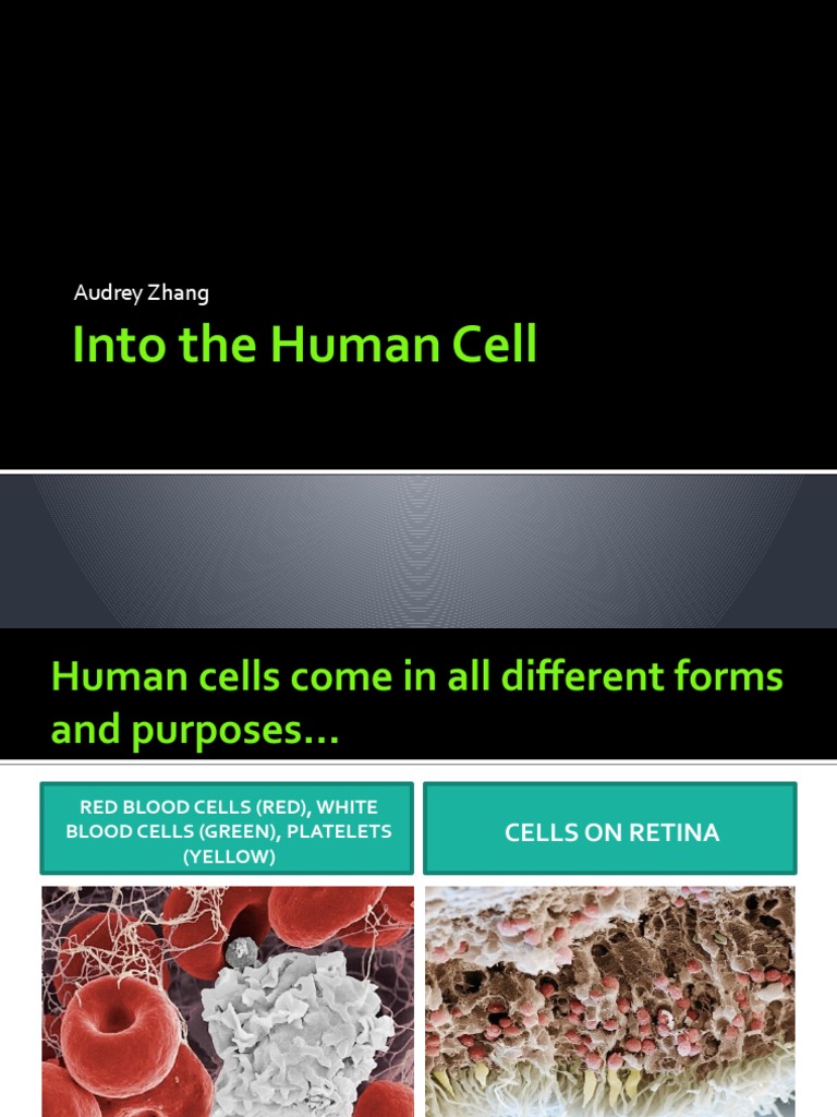 Overview of Human Cell Structure | PDF | Cell Nucleus | Endoplasmic ...