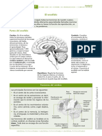 Sistema Nervioso Ficha Inform.