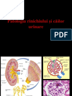 Curs 11 Renal 2017-2018