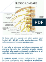 Pl. Lombare