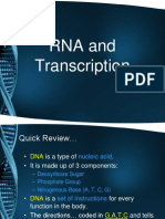 RNA and Transcription Notes