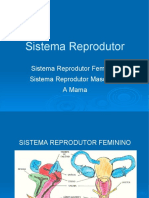 Sistema Reprodutor + MAMA.ppt