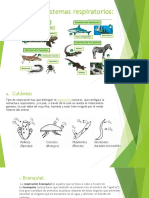 Clases de Sistemas Respiratorios