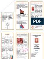 Triptico La Anemia