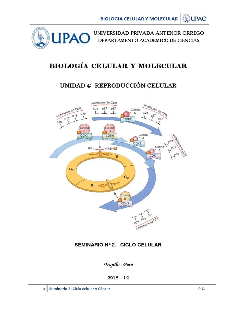 Puntos de Control en el Ciclo Celular | PDF | Mitosis | Ciclo celular